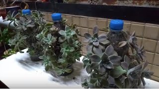 這麼漂亮的石蓮 種再多也可以 Succulent in the pet  多肉植物