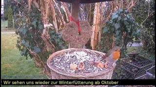 Vogelfutterstelle am 18.11.2024