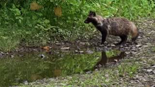 鳥獣戯動画　ホンドタヌキ