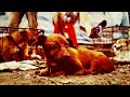 Stop Yulin - Stop the Torture