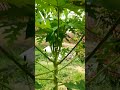 Papaya plant fruiting | papita small flowering | #shorts #papaya #tree #fruit #flowers