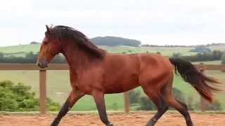 HAWK INTERAGRO - 2011 gelding (vendido/sold)