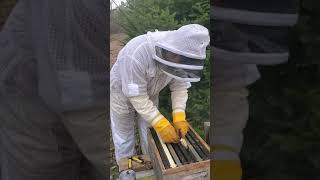 how to move 3 lbs bee package to the bee hive.