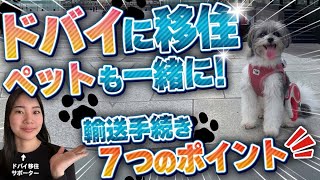 【犬と飛行機】ペットとドバイへ移住！海外輸送の手続き完全解説