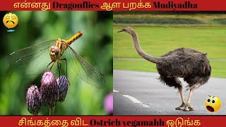 சிங்கத்தை விட |Ostrich vegamahh ஓடுங்க 😵|mysterious facts_tamil