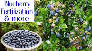 Blueberry Fertilization for better yield, health and growth | Front yard garden | Harvesting