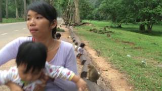 Visit Angkor Thom Monkey  ចូលទស្សនាស្វានៅអង្គរធំ