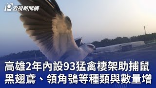 高雄2年內設93猛禽棲架助捕鼠 黑翅鳶、領角鴞等種類與數量增｜20240910 公視晚間新聞