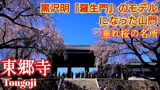 東京 しだれ桜の名所『東郷寺』 荏原神社