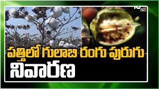 ప‌త్తిలో గులాబి రంగు పురుగు నివార‌ణ‌ | Pink Worm Prevention In Cotton Crop | Matti Manishi | 10TV