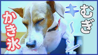 【わんこ】お姉ちゃんの小さい頃のかき氷を食べたジャックラッセルテリアのむぎの巻【犬動画】