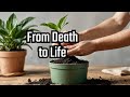 Plant Rescue, Bringing a Dying Plant Back to life