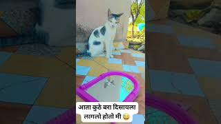 #funny #karamativlog#aniimalsdubbing #catvideos#marathidubbing #catfunny #trendingshorts #viralvideo