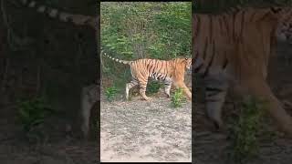 tiger sighting by jhirna zone #shorts #tiger #safari