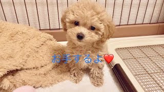 マルプー　子犬　お手とおかわりと伏せができるようになったよ！