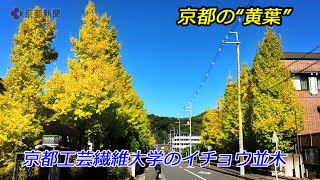 【京都の紅葉】京都工芸繊維大学のイチョウ並木（2024年11月13日　京都市左京区）　Ginkgo Tree Line at Kyoto Institute of Technology