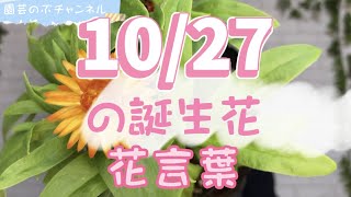 10/27の誕生花と花言葉【園芸のぶチャンネル】【１０月】【２７日】【ガーデニング】【雑学】【トリビア】【ヘリクリサム】