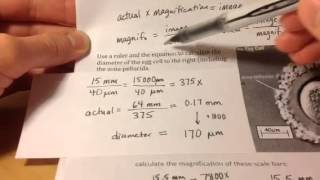 Calculating magnification from a scale bar