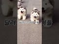 보기만해도 기분 좋아지는 귀여운 영상 강아지영상 cutedog 귀여운게세상을구해 음소거버전