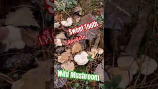 หาเห็ดงวดนี้หมานเห็ดหนังไก่หลายพี่น้อง - Sweet Tooth Mushroom #เห็ด #Sweden ##Mushroom #สวีเดน