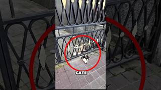 This Smart Dog Got Its Head Stuck Under a Gate #animals #shorts