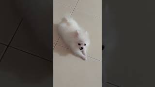 一起躺平 | Dut Dut #pomeranian #博美