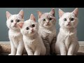 Cat's Wedding is Sad, because of a Big Fire #cat #cutecat #aicat #kitten #catstory 4k