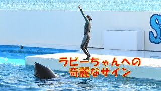 ラビーちゃんへの奇麗なサインを出すトレーナーさん、＃鴨川シーワールド＃シャチ