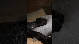 Откровения перед сном 😴 теперь спит с краю 🤣 #курцхаар #gsp #dog #собака #юмор #ушиблинчики #gundogs