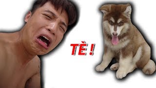 NTN - Chó Con Alaska Tè Bậy (Alaska Dog Bad Pee)