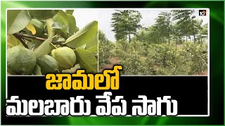 జామ‌లో మ‌ల‌బారు వేప సాగు | Mixed Cultivation | Malabar Neem Cultivation | Matti Manishi