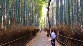 2020年5月1日(金)夕方の嵐山 竹林の風景 Arashiyama bamboo forest 岚山竹林 【4K】