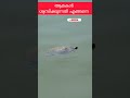 ആമകള്‍ ശ്വസിക്കുന്നത് എങ്ങനെ malayalamshorts malayalamscience turtle trending viralshort