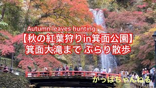 【秋の紅葉狩りin箕面公園】箕面大滝まで  ぶらり散歩