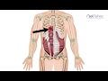 How To Find Trigger Points - Rectus Abdominis