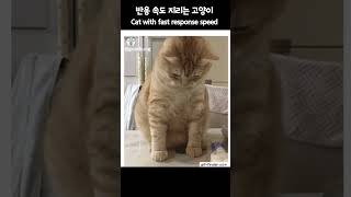 반응 속도 지리는 고양이  Cat with fast response speed