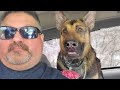 German Shepherd Dog Soon Realizes She is at the Vet 🤣 Funny Dog's Reaction