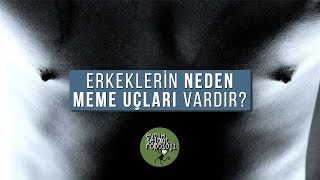 Erkeklerin Neden Meme Uçları Vardır?