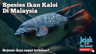 Kenali ikan kaloi di Malaysia