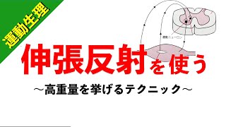 【柔道整復師が教える運動生理学】高重量を挙げるテクニック”伸張反射”の仕組み【#59】