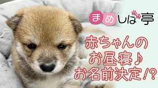 【癒し】豆柴かわいい赤ちゃんのお昼寝！お名前決まりました✨毎日ハッピーなまめしばおチビたちのブログ・vlog 【豆柴】