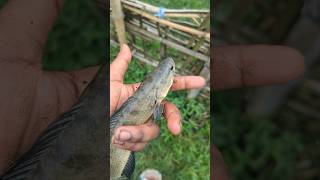 আশ্চর্যজনক টাকি মাছ 🐠 #shorts #fish #tiktok