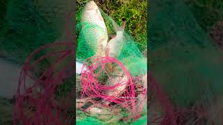 Net Fishing. വീഷു വല ഇട്ടപ്പോൾ കിട്ടിയത് കണ്ടോ..