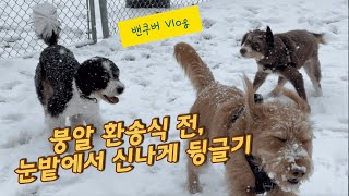 🇨🇦 밴쿠버에 큰 눈이 왔어요 | 브런치 견생, 두번째 눈을 맞다 | 중성화 수술 전 마지막 산책 | 밴쿠버 브이로그