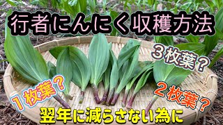 ［収穫方法］行者にんにく翌年に数を減らさない収穫方法公開！1枚葉、2枚葉、3枚葉どれを取るの？長野県上伊那で行者にんにく栽培