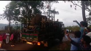 അരിക്കൊമ്പന്റെ രാജാകീയ വരവ്, elephants in kerala, elephantride kerala, munnarelephant, elephants