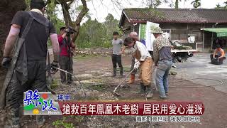 搶救百年鳳凰木老樹 居民用愛心灌溉