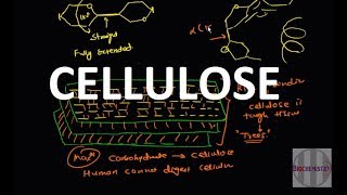 19. Cellulose (Polysaccharide)