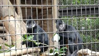 【猿の仲間】よこはま動物園ズーラシアのフランソワルトン（令和元年6月26日）赤ちゃんかわいい