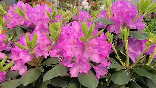 Rhododendron 'Roseum Elegans' // STUNNING, large flowers on this reliable NATIVE evergreen!